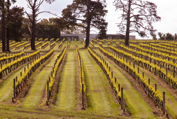 vineyard at red hill on the mornington peninsula